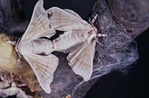 Silkworm moth, Bombyx mori, mating. Although