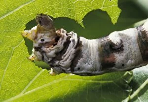 Bombyx Gallery: Silkworm Moth - Caterpillar eating morbus alba leaf