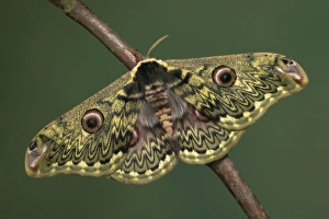 Images Dated 21st March 2005: Silkworm Moth. China