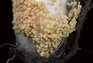 Bombyx Gallery: Silkworm Moth - Eggs on the cocoon