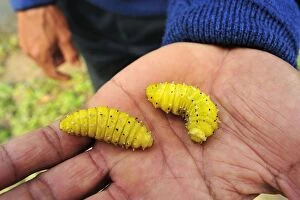 Silkworm Moth larva on hand
