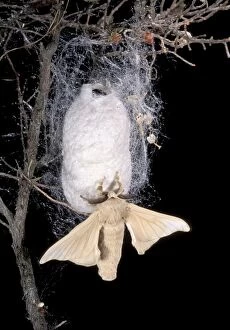 Bombyx Gallery: Silkworm Moth - male - on its silk cocoon