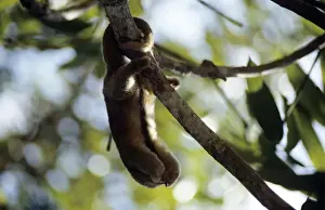 Silky Anteater - in gallery forest - Guyana South America