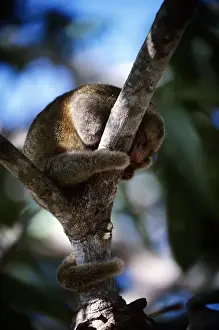 Silky Anteater - Guyana South America