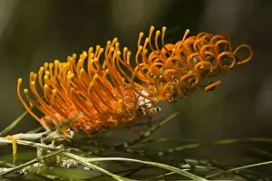 Images Dated 2nd July 2008: Silky Grevillea - bizarre orange coloured blossom of this widespread Grevillea