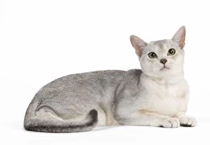 Abyssinians Gallery: Silver Abyssinian Cat