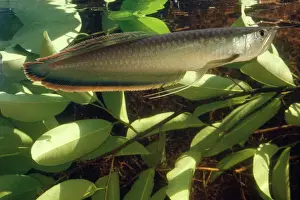 Freshwater Prints: Silver Arawana / Arowana / Aruana Fish Amazon, South America
