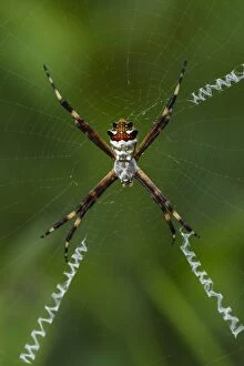 Arachnids Gallery: Silver Argiope Spider, Cueva de los Guacharos National