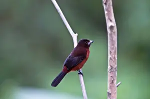 Caribbean Prints: Silver-beaked Tanager - on branch - Asa Wright Centre - Trinidad
