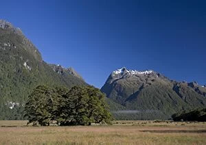 Images Dated 24th January 2005: Silver beech in Fiordland National Park near Milford; South Island, New Zealand