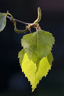 Images Dated 15th April 2007: Silver Birch leafs