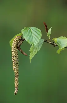 Silver Birch Male & female flowers