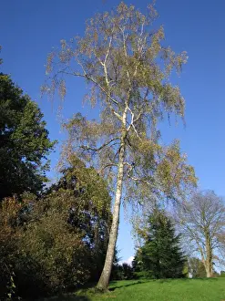 Birches Prints: Silver Birch Tree