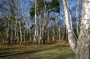 Birches Prints: Silver Birch Wood - On Surrey heathland, near Wisley, UK