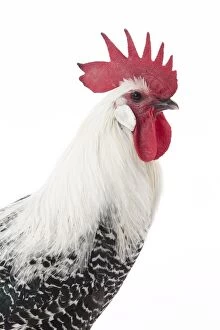 Combs Gallery: Silver Braekel Chicken