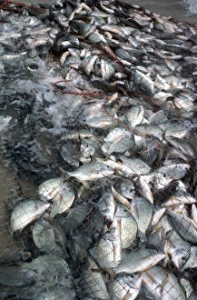 In Net Collection: Silver Bream - Caught in beach fishermens net. These fish are very popular for eating