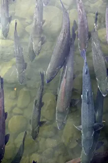 Silver / Coho Salmon - Alaska