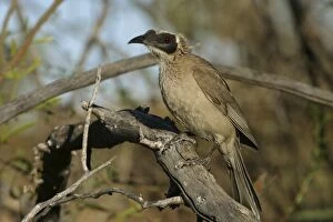 Friarbird Collection: Silver-crowned Friarbird Lake Moondarra, Mt Isa, Queensland, Australia