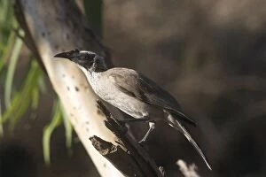 Friarbird Collection: Silver-crowned Friarbird - Found only across tropical northern Australia. Inhabits tropical forests
