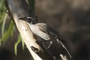 Friarbird Prints: Silver-crowned Friarbird - Found only across tropical northern Australia
