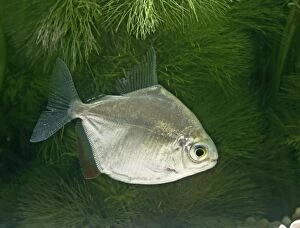 Silver dollar side view, tropical freshwater