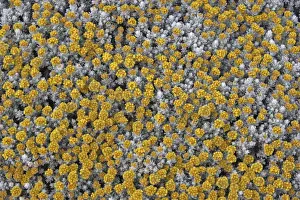 Silver Everlasting. Asteraceae Aster Tableland of Sanetti (4000 m altitude) Ethiopia