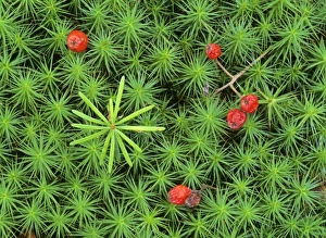 Development Gallery: Silver fir seedling - growing amidst Common Hair Cap Moss (Polytrichum commune)