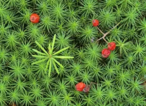 From Above Prints: Silver fir seedling growing amidst Common Hair Cap Moss decorated with berries of Rowan tree Bavaria