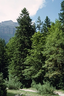 Images Dated 16th January 2007: SIlver Fir - amongst trees