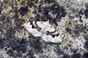 Rest Prints: Silver-ground Carpet Moth - Resting on rock - Lincolnshire - England
