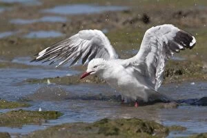 Images Dated 17th September 2010: Silver Gull Bathing on the foreshore at Cairns Esplanade, Queensland, Australia