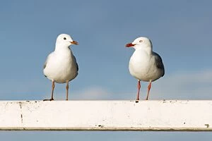 Images Dated 6th December 2003: Silver Gull - Two birds perched on a white fence