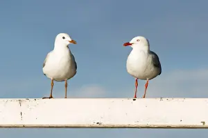 Seagull Prints: Silver Gull - Two birds perched on a white fence - Queensland, Australia