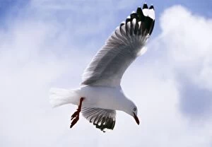 Images Dated 28th September 2004: Silver Gull In flight