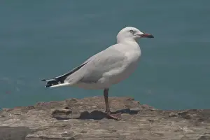 Silver Gull - Gregarious, bold, noisy opportunistic and adaptable. Photographed at Roebuck Bay, Broome, Western Australia. Widespread around all of Australia being abundant in the south but less common in the tropical north