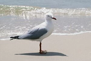 Silver Gull - by Sea