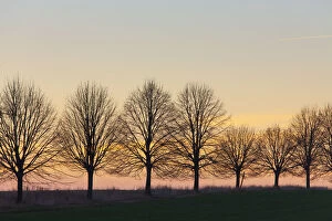 Deciduous Gallery: Silver Lime - alley at sunset - Germany Date: 16-Oct-18