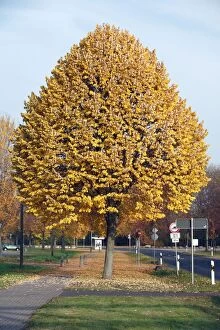 Trees Collection: Silver Lime Tree - by road - autumn - Hessen - Germany