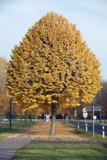 Road Prints: Silver Lime Tree - by road - autumn - Hessen - Germany