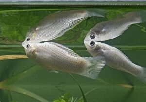Images Dated 13th December 2005: Silver sailfin molly – pair side view – showing reflections - tropical freshwater - variant 002662