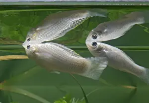 Molly Prints: Silver sailfin molly – pair side view – showing reflections - tropical freshwater - variant 002662