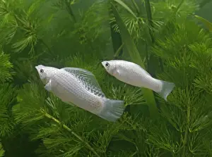 Silver sailfin molly – pair side view - tropical freshwater - variant 002660