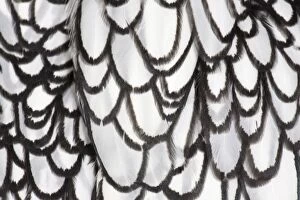 Backgrounds Gallery: Silver Sebright Chicken close-up of feathers