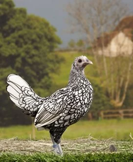 Images Dated 12th April 2017: Silver Sebright Chicken young