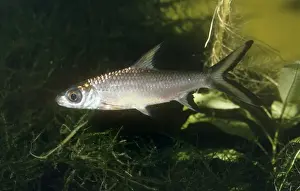 Silver Shark