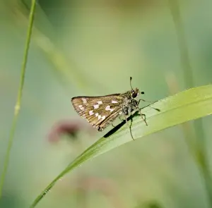 Skipper Prints: Silver-spotted Skipper Butterfly