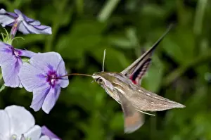 Drinking Nectar Prints: Silver-striped Hawkmoth - drinking nectar from flowers