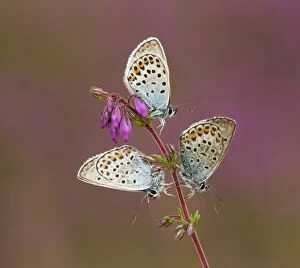 Argus Gallery: Silver-studded Blue Butterflies males on Heather