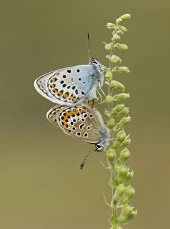 Argus Gallery: Silver-studded Blue Butterflies newly emerged mating