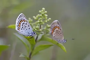 Antennae Prints: Silver Studded Blue Butterfly - Cornwall - UK